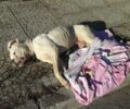Χαϊδάρι Αττικής: Συνελήφθη άνδρας που παράτησε στον δρόμο τον δηλητηριασμένο σκύλο του για να πεθάνει (βίντεο)