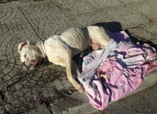 Χαϊδάρι Αττικής: Συνελήφθη άνδρας που παράτησε στον δρόμο τον δηλητηριασμένο σκύλο του για να πεθάνει (βίντεο)