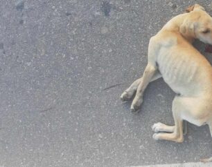 Αντιδήμαρχος Χίου σκότωσε σκύλο με Ι.Χ. και αδιαφόρησε γιατί είχε να προλάβει ραντεβού