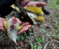 Ζάκυνθος: Η παράνομη εξολόθρευση τρυγονιών και άλλων πουλιών από κυνηγούς γίνεται συστηματικά και οι αρχές κάνουν ότι δεν βλέπουν