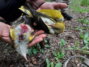 Ζάκυνθος: Η παράνομη εξολόθρευση τρυγονιών και άλλων πουλιών από κυνηγούς γίνεται συστηματικά και οι αρχές κάνουν ότι δεν βλέπουν