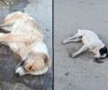 Άγιος Δημήτριος Κοζάνης: Δολοφόνησε σκυλιά ταΐζοντας τα φόλα με υγρά μπαταρίας (βίντεο)