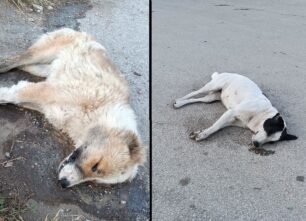 Άγιος Δημήτριος Κοζάνης: Δολοφόνησε σκυλιά ταΐζοντας τα φόλα με υγρά μπαταρίας (βίντεο)