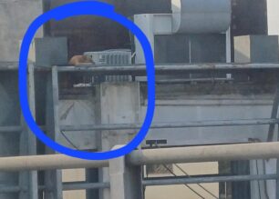 Άγιος Ιωάννης Ρέντης Αττικής: Έκκληση για σκύλο που βρίσκεται σε ταράτσα κτιρίου παρά τον καύσωνα