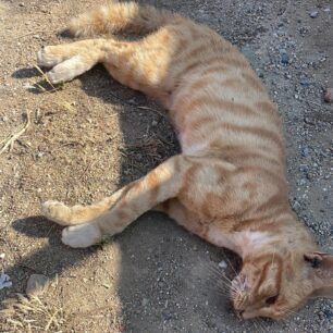 AidipsosEviasDilitiriasmenesGates1 8 2023 1