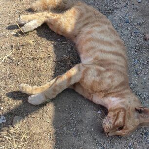 AidipsosEviasDilitiriasmenesGates1 8 2023 2