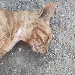 AidipsosEviasDilitiriasmenesGates1 8 2023 3