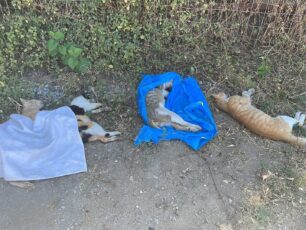 Αιδηψός Εύβοιας: Άλλη μια μαζική δολοφονία γατιών με φόλες - 15 νεκρές έως τώρα
