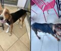 Έκκληση για τα εξαθλιωμένα σκυλιά στους Σ.Ε.Α. Αλμυρού Μαγνησίας