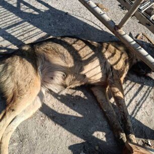 AlykiPieriasDilitiriasmenaSkylia19 8 2023 1