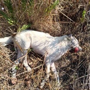 AlykiPieriasDilitiriasmenaSkylia19 8 2023 2