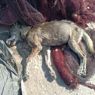 AlykiPieriasDilitiriasmenaSkylia19 8 2023 3