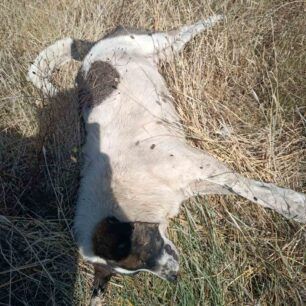 AlykiPieriasDilitiriasmenaSkylia19 8 2023 4