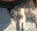 Αλυκές Πιερίας: Δολοφονημένα με φόλες 16 σκυλιά