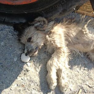 AlykiPieriasDilitiriasmenaSkylia19 8 2023 5