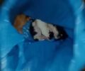 Ανδραβίδα Ηλείας: Έκλεισε σε σακούλα και πέταξε σε κάδο 6 νεογέννητα γατάκια (βίντεο)