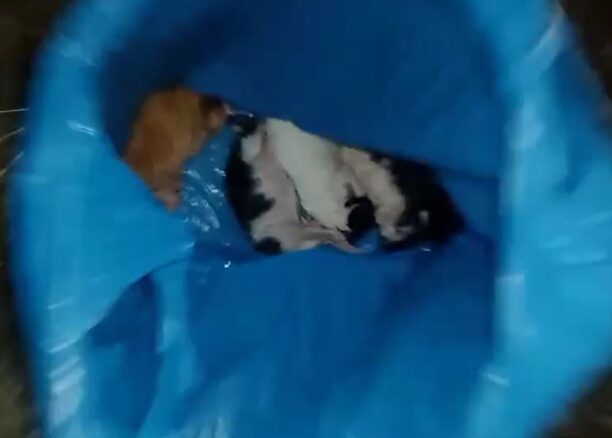 Ανδραβίδα Ηλείας: Έκλεισε σε σακούλα και πέταξε σε κάδο 6 νεογέννητα γατάκια (βίντεο)