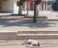 Ανύφι Αργολίδας: Μαζική εξόντωση 12 σκυλιών με φόλες – Κάμερα κατέγραψε τον δολοφόνο