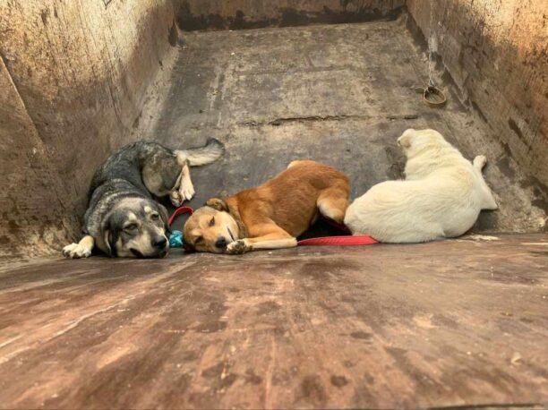 Αιτωλοακαρνανία: Καταγγέλλουν τον Δήμο Ξηρομέρου καθώς υπάλληλος του ναρκώνει αδέσποτα σκυλιά και τα εξαφανίζει