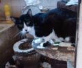 Αυλή Καβάλας: Γάτες και σκυλιά βρέθηκαν νεκρά ή άρρωστα σε «σπίτι» κολαστήριο συλλέκτριας (βίντεο)