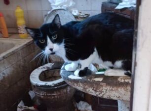 Αυλή Καβάλας: Γάτες και σκυλιά βρέθηκαν νεκρά ή άρρωστα σε «σπίτι» κολαστήριο συλλέκτριας (βίντεο)