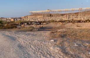 Δήλος: Δεκάδες εγκαταλελειμμένα πρόβατα υποφέρουν, βόσκουν στον αρχαιολογικό χώρο και καταστρέφουν το νησί (βίντεο)