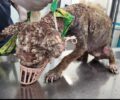 Εγλυκάδα Αχαΐας: Βρήκε σε τραγική κατάσταση μικρόσωμο σκύλο και τον έσωσε