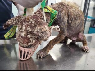 Εγλυκάδα Αχαΐας: Βρήκε σε τραγική κατάσταση μικρόσωμο σκύλο και τον έσωσε