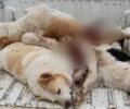 Ισαία Ξάνθης: Με φόλες δολοφόνησε επτά σκυλιά