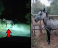 Λέσβος: Έσωσαν άλογο που περιφερόταν επί 6 μήνες παστουρωμένο με δεμένα τα πόδια