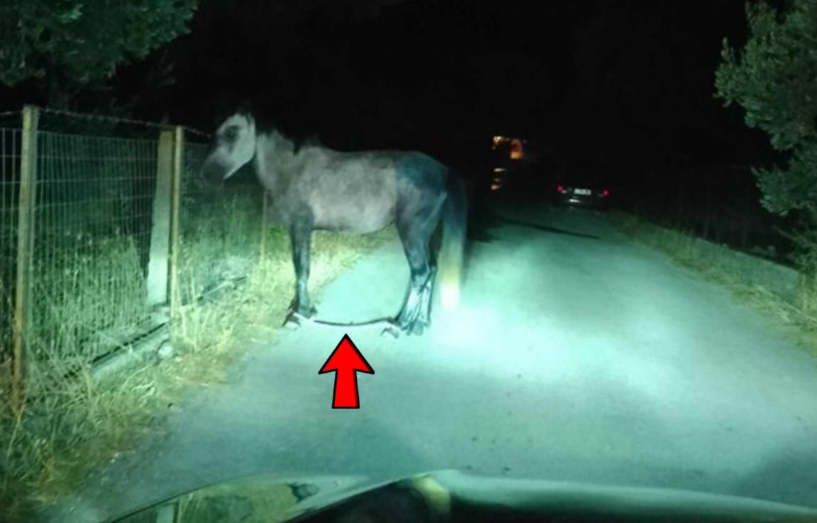 Λέσβος: Βρήκαν άλογο με δεμένα τα πόδια με παστούρα στη μέση του δρόμου νύχτα