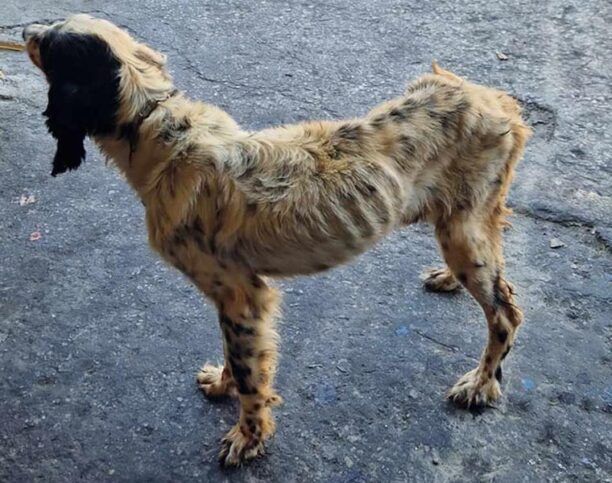 Λέσβος: Έκκληση για τον εντοπισμό σκελετωμένου σκύλου στη Λάρσο