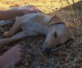 Λήμνος: Τουρίστες πήγαν διακοπές με τον σκύλο τους και τον πήραν δολοφονημένο από φόλα