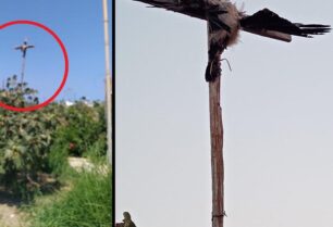 Πάρος: Βρήκε πουλί σταυρωμένο σε αμπελώνα στην περιοχή της Πούντας