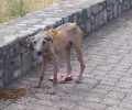 Πολύανθος Ροδόπης: Εξαθλιωμένος και σκελετωμένος σκύλος χρειάζεται βοήθεια