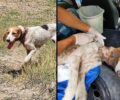 Πτολεμαΐδα Κοζάνης: Έσωσαν σκύλο που η αλυσίδα είχε μπει στον λαιμό του (βίντεο)