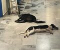 Μεσσηνία: Τουρίστες πήγαν τα δηλητηριασμένα από φόλες σκυλιά τους στο Κέντρο Υγείας Πύλου για να τα σώσουν!