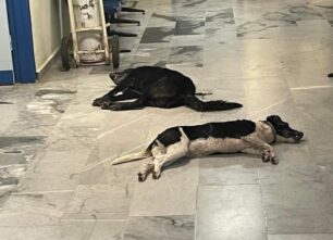 Μεσσηνία: Τουρίστες πήγαν τα δηλητηριασμένα από φόλες σκυλιά τους στο Κέντρο Υγείας Πύλου για να τα σώσουν!