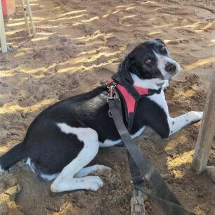 PylosMessiniasDilitiriasmenaSkylia4 8 2023 3