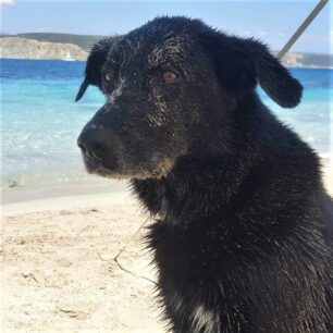 PylosMessiniasDilitiriasmenaSkylia4 8 2023 4