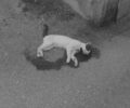 Ρόδος: Πυροβόλησε και σκότωσε γάτα ξημερώματα