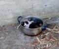 Ρόδος: Έσωσε γατάκια που βρήκε στην Ιαλυσό σε κατσαρόλα πεταμένα στους κάδους σκουπιδιών