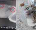 Ρόδος: Έκκληση για έξοδα περίθαλψης σοβαρά τραυματισμένης γάτας που πυροβολήθηκε με αεροβόλο τρεις φορές