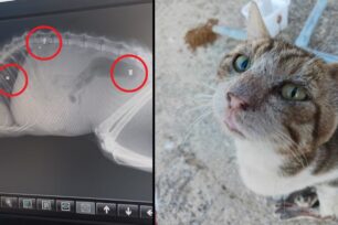 Ρόδος: Έκκληση για έξοδα περίθαλψης σοβαρά τραυματισμένης γάτας που πυροβολήθηκε με αεροβόλο τρεις φορές