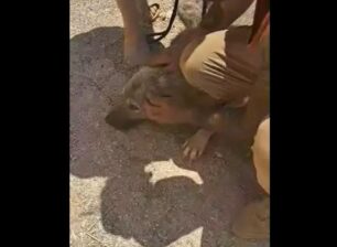 Σπάτα Αττικής: Βρήκαν σκύλο με κομμένα τα αυτιά σύριζα (βίντεο)