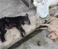 Ταξιάρχης Εύβοιας: Με φόλες δολοφόνησε 3 αδέσποτα σκυλιά