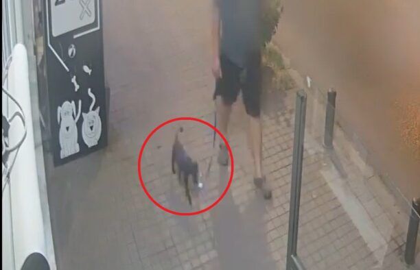 Θεσσαλονίκη: Εγκατέλειψε σκύλο έξω από κτηνιατρική κλινική αλλά τον κατέγραψε η κάμερα (βίντεο)
