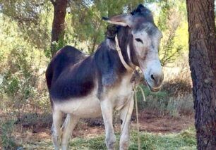 Γαϊδούρι εγκαταλείφθηκε στους Θρακομακεδόνες Αττικής