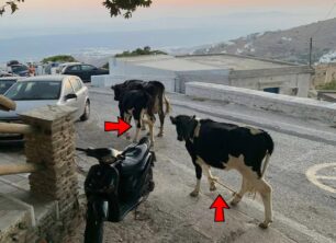 Τήνος: Αγελάδες παστουρωμένες με δεμένα ποδιά στη μέση του δρόμου στα Δύο Χώρια (βίντεο)