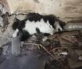 Τήνος: Με φόλες βασάνισε μέχρι θανάτου γάτες που φρόντιζαν φιλόζωοι (βίντεο)